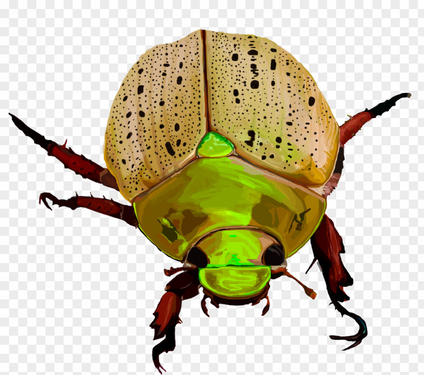 Insect Weevil Pollinator Pest Scarab PNG