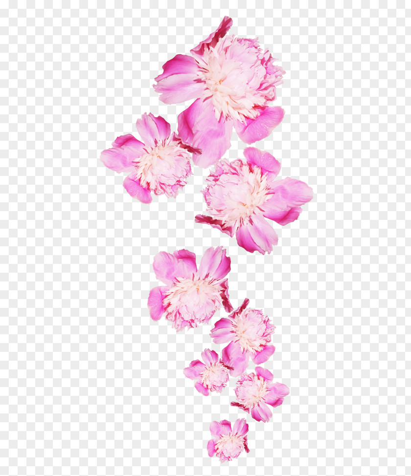Peony Flower Icon PNG