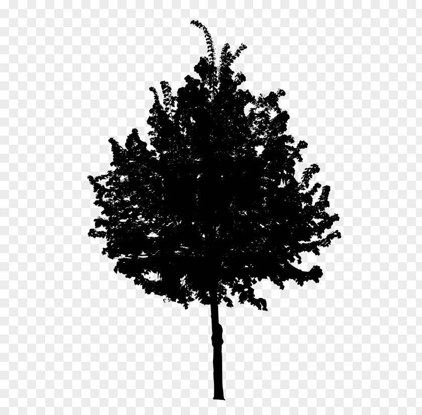 Photo Tree Clip Art Vector Graphics Image PNG