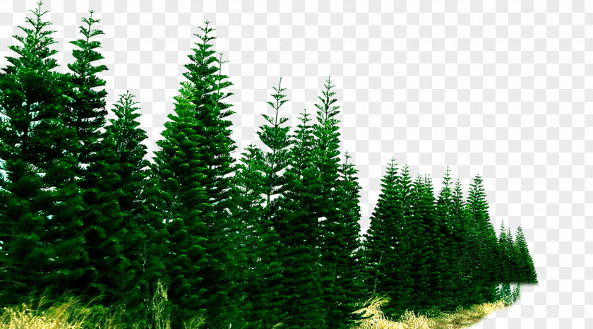 Pine Forest PNG forest clipart PNG