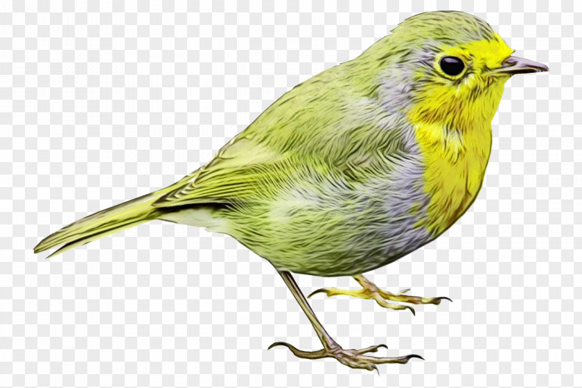 Pine Siskin Yellow Throated Vireo Bird Beak Finch Songbird Atlantic Canary PNG