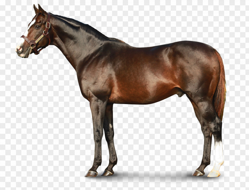 Race Horse Thoroughbred Teofilo Stallion Equestrian Racing PNG