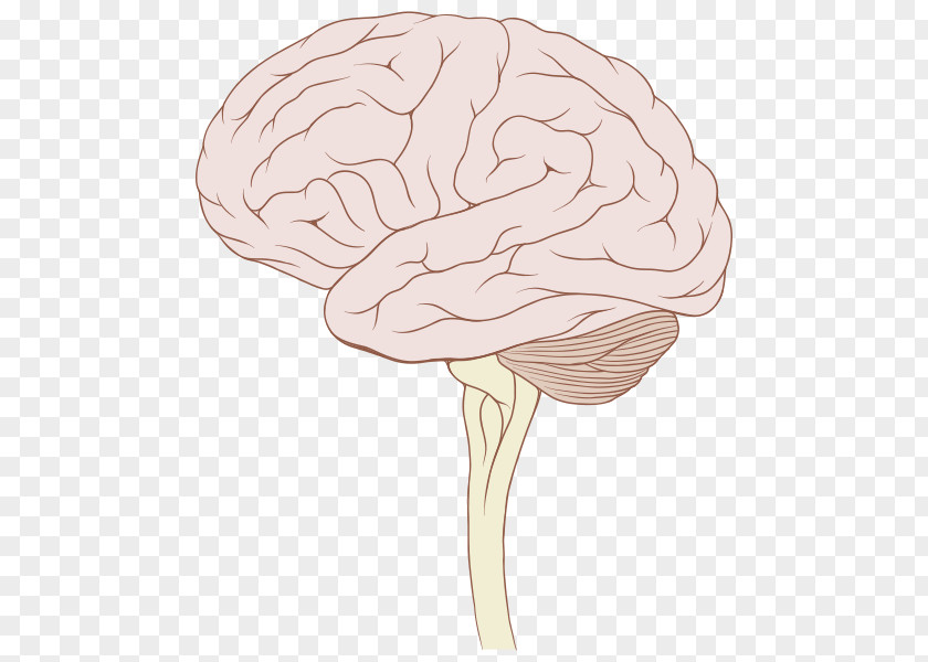 Brain Brainstem Human Tumor Stem PNG