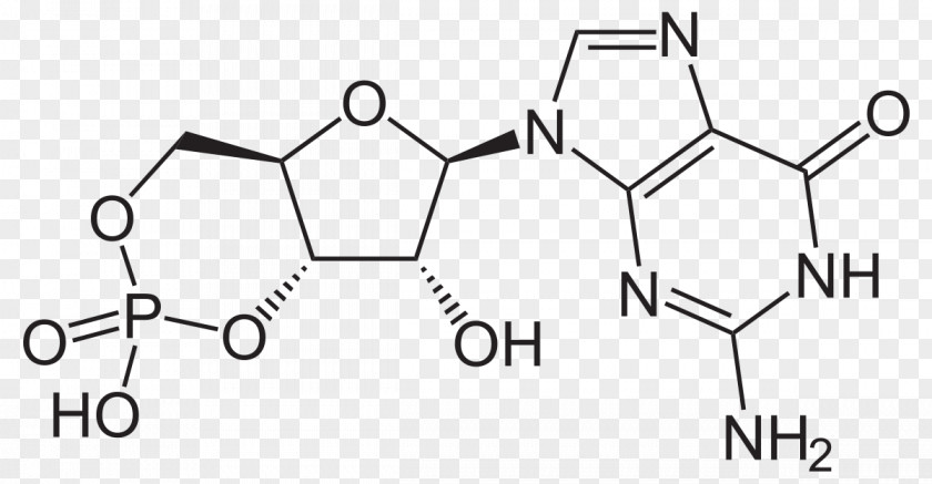 Cyclic Guanosine Monophosphate Adenosine Nucleotide PNG