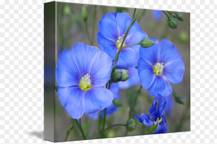 Flax Larkspur Petal Wildflower PNG