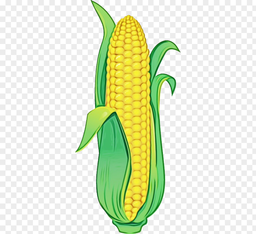 Food Grain Plant Corn On The Cob Sweet Yellow Vegetarian PNG