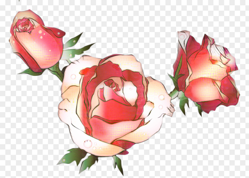 Garden Roses Cabbage Rose Floribunda Clip Art PNG