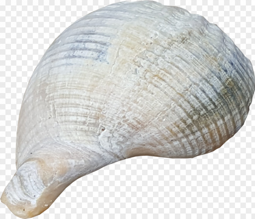 Seashell Clam Cockle PNG