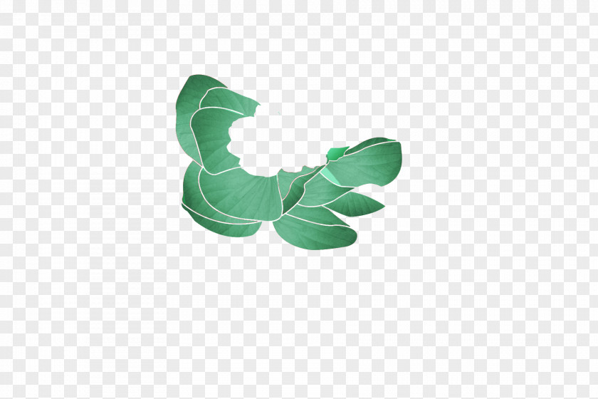 Statice Sinuata Product Design Leaf PNG