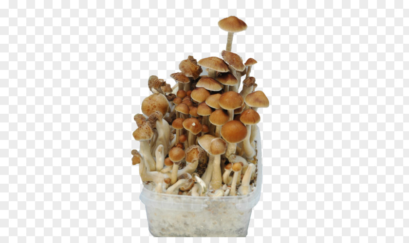 Bread Shiitake Mushroom Fungus Cultivar PNG