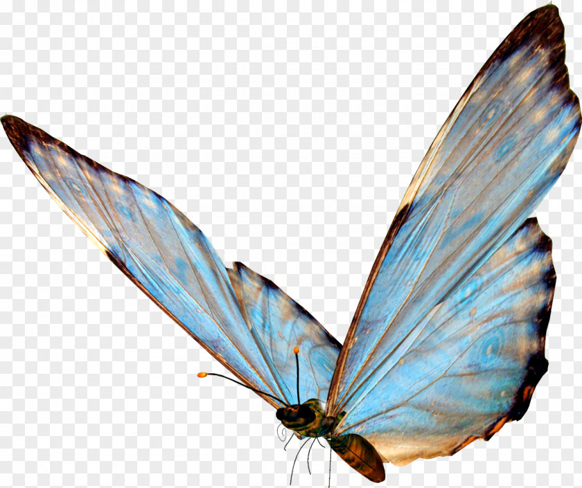 Kartikeya Butterfly Clip Art PNG
