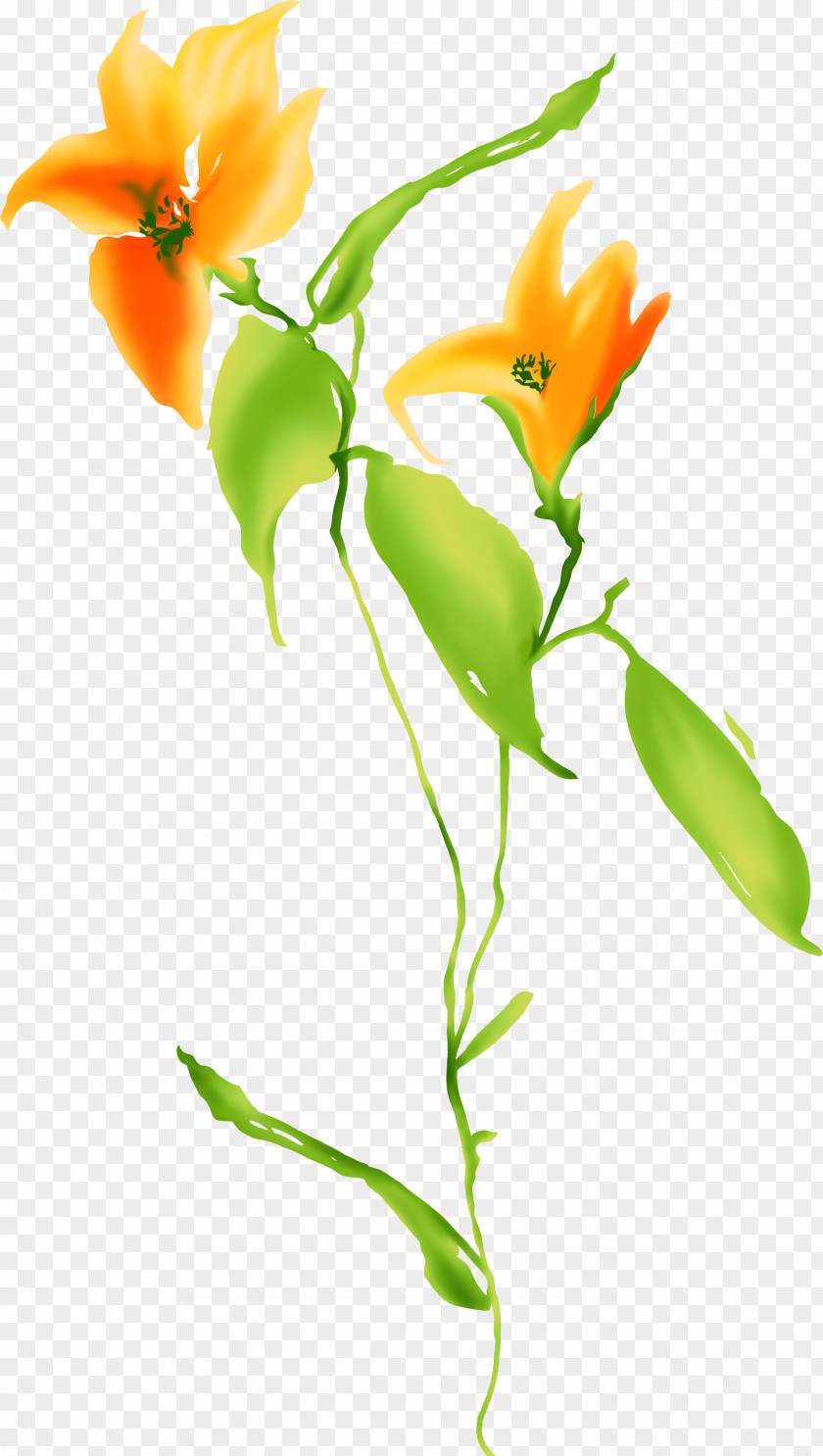Orange Flowers Flower Color PNG