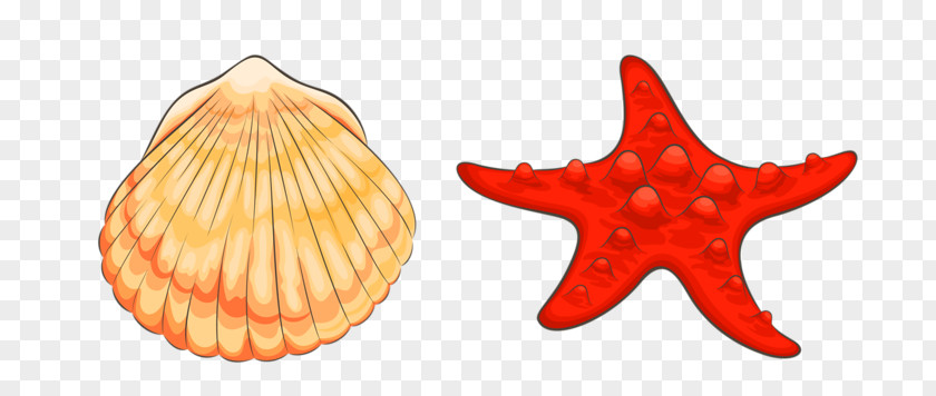 Starfish Beach Cartoon PNG