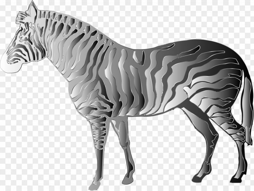 Zebra Mustang Stallion Quagga PNG