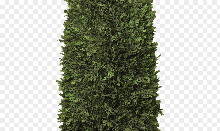Arborvitae Spruce Hedge Shrub Tree PNG