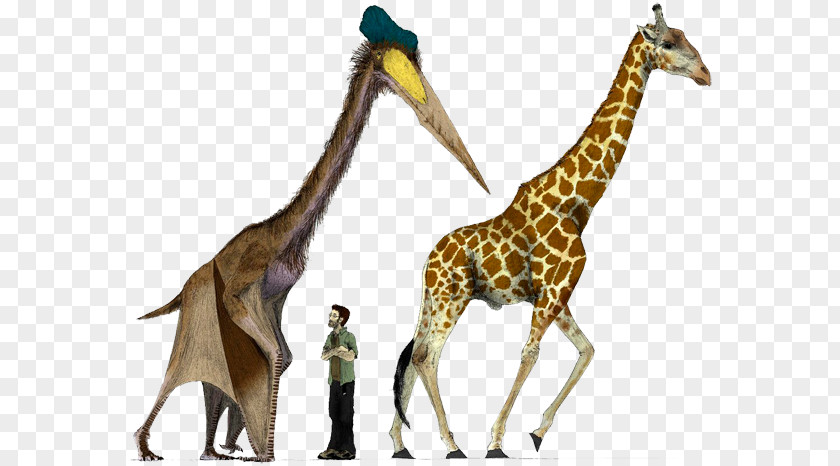 Dinosaur Hatzegopteryx Quetzalcoatlus Pterosaurs Size PNG