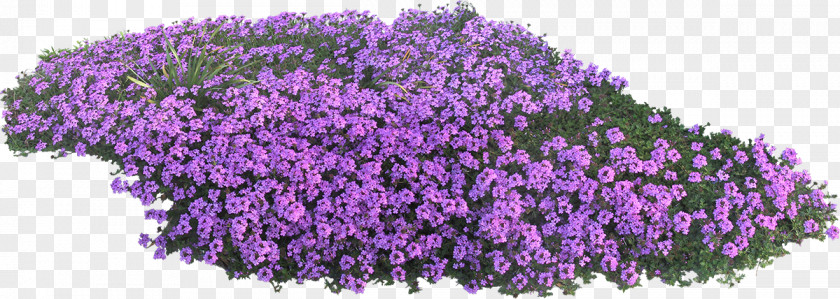 Flower English Lavender Garden Violet PNG