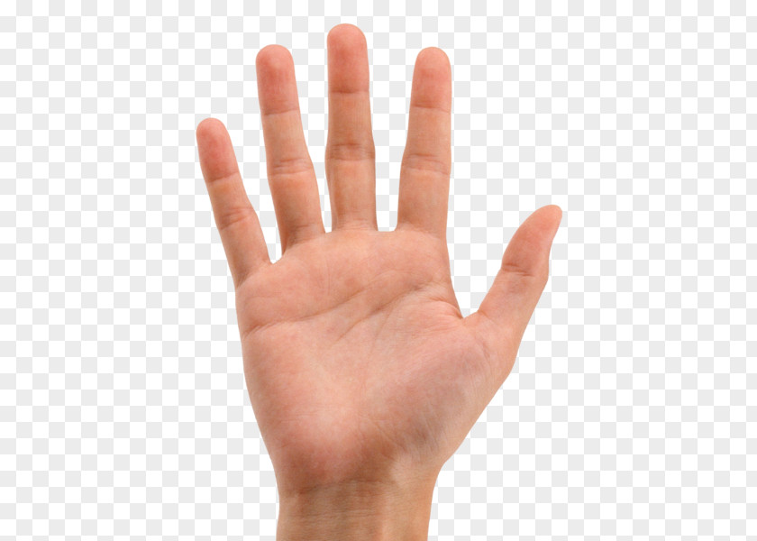 Hand Finger Palm Forearm Human Body PNG