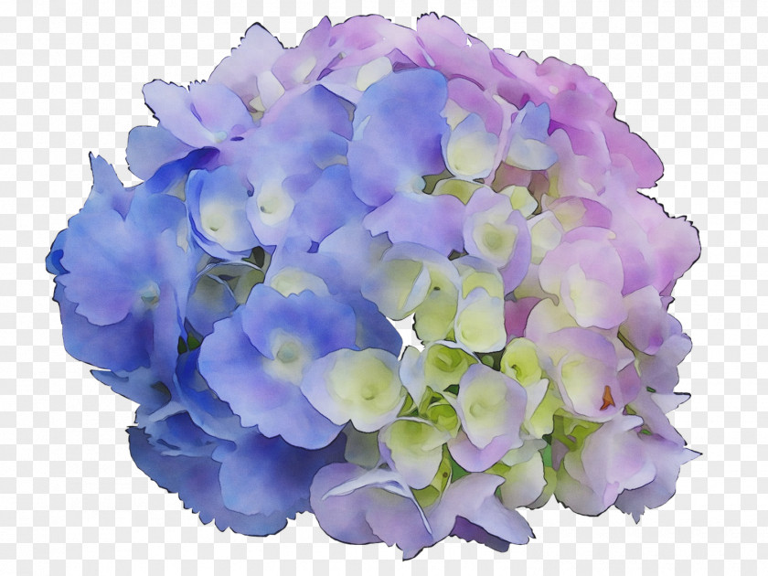 Hydrangea Petal Cut Flowers Violaceae PNG