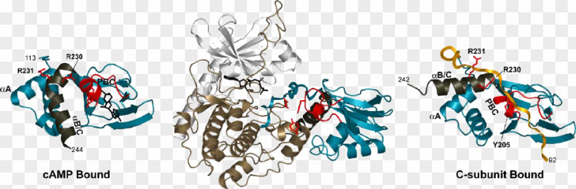 Protein Kinase A Subunit Ligand Molecular Binding PNG