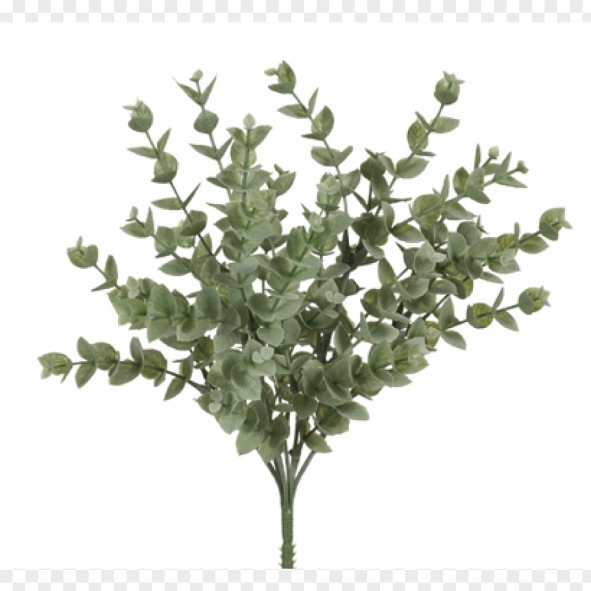 Eucalyptus Leaf Plant Stem Olive Branch Shrub PNG