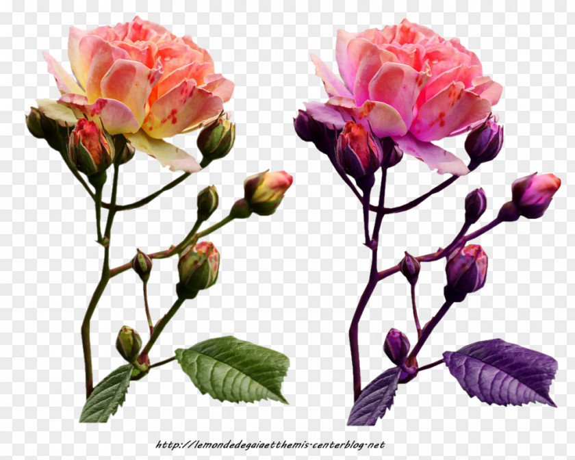 Flower Garden Roses Cabbage Rose Floribunda Floral Design PNG