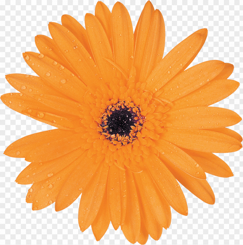 Gerbera Common Daisy Transvaal Orange Clip Art PNG