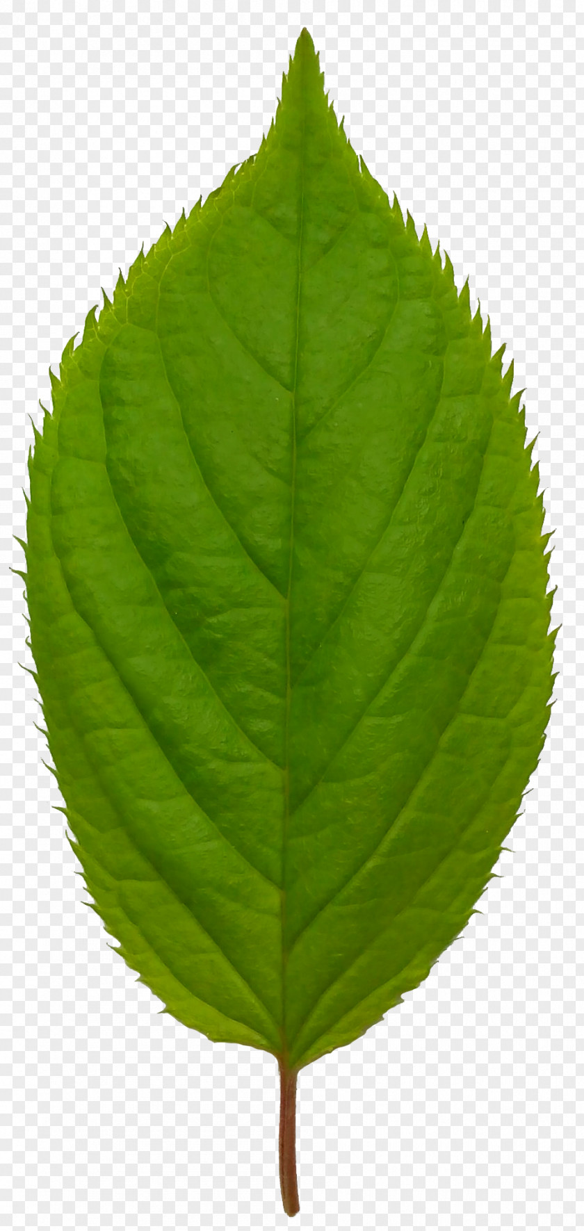 Green Leaves World Of Tanks Texture Mapping 3D Computer Graphics Leaflet PNG