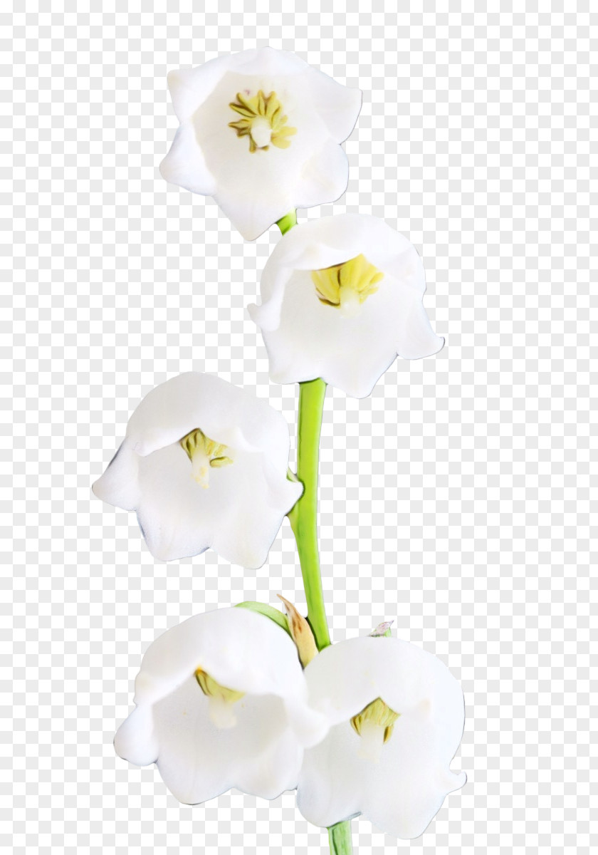 Orchid Arum Family Watercolor Flower Background PNG