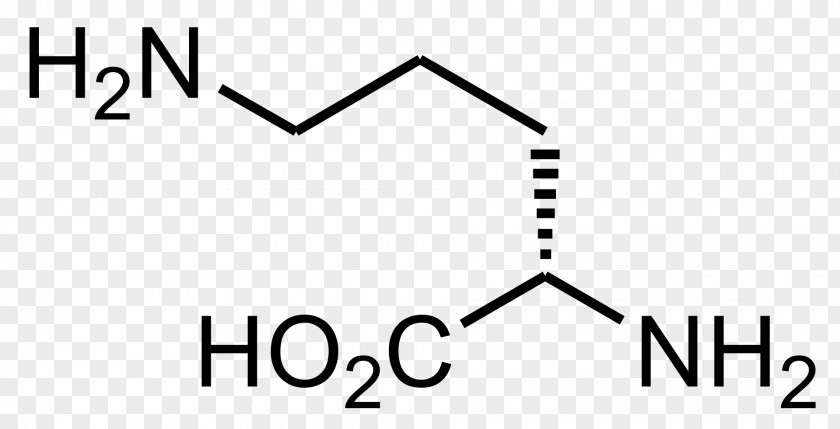 Ornithine Transcarbamylase Arginine Amino Acid Beta-Methylamino-L-alanine PNG