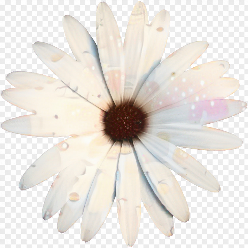 Oxeye Daisy Petal Cut Flowers PNG