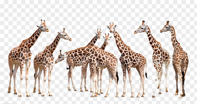 A Group Of Giraffes Giraffe Wall Decal Photography Illustration PNG