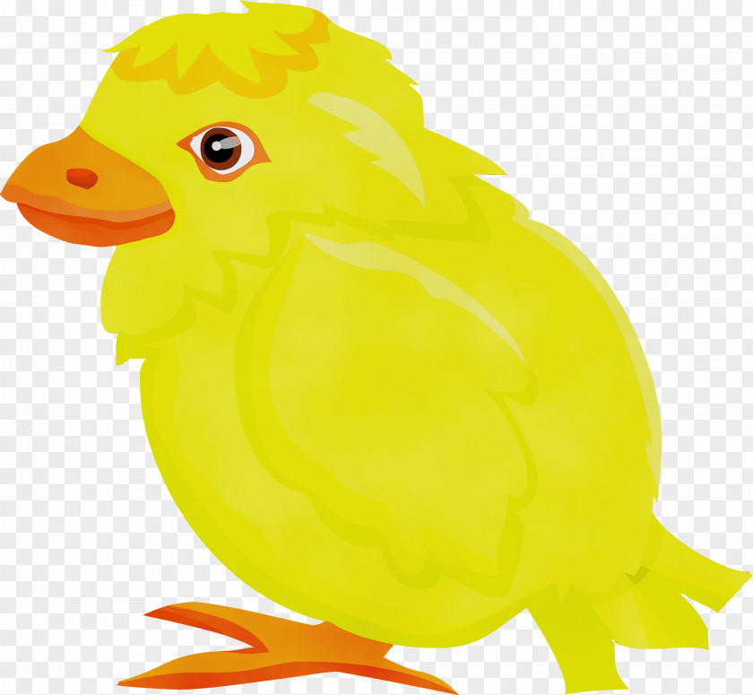 Bird Yellow Beak Ducks, Geese And Swans Chicken PNG