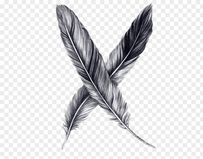 Feather Drawing Pencil Sketch PNG