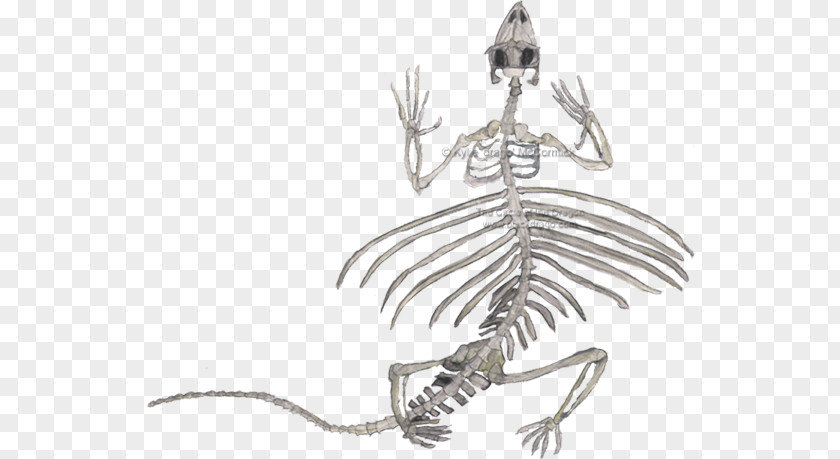 Lizard Reptile Human Skeleton Draco Volans PNG
