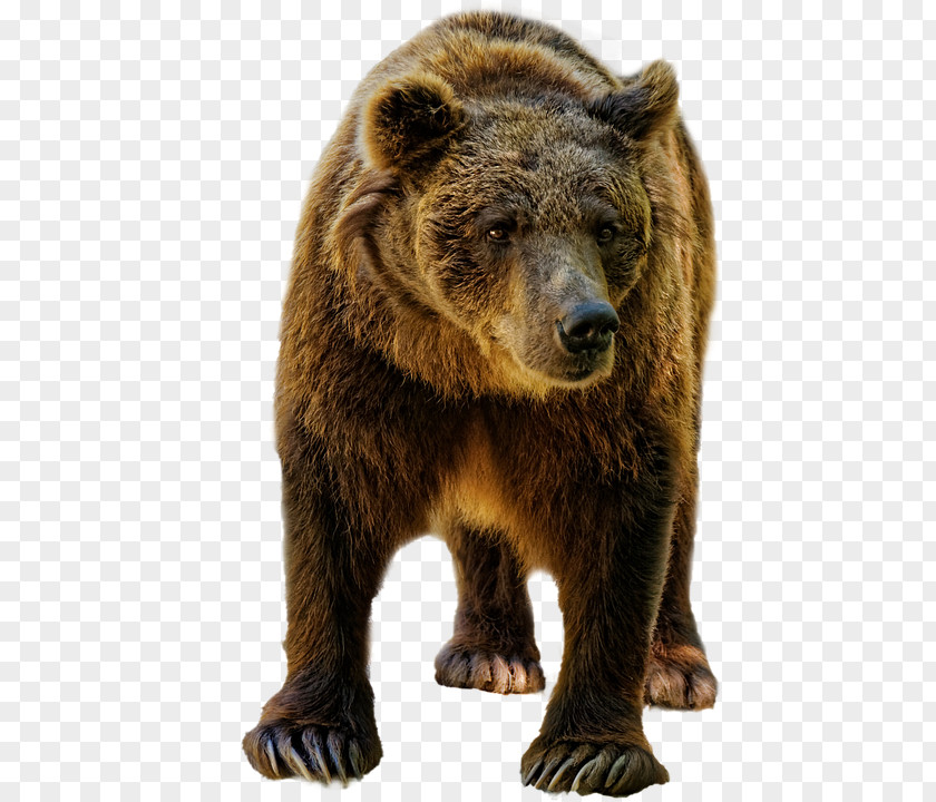 Bear American Black Grizzly Spray Kamchatka Brown PNG