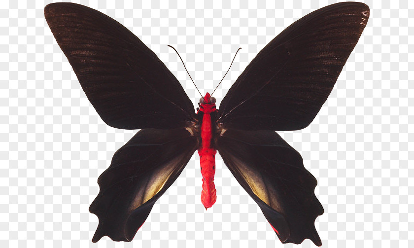 Butterfly Nymphalidae Insect Red-bodied Swallowtail Atrophaneura Semperi PNG