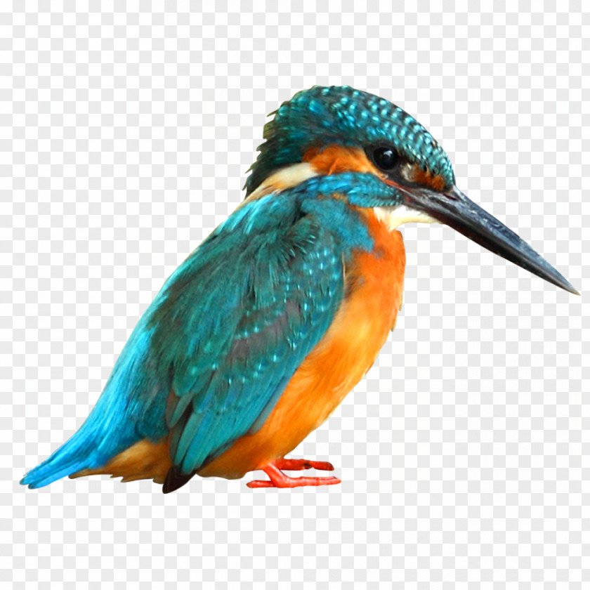 Kingfisher Bird Paper Common Painting PNG