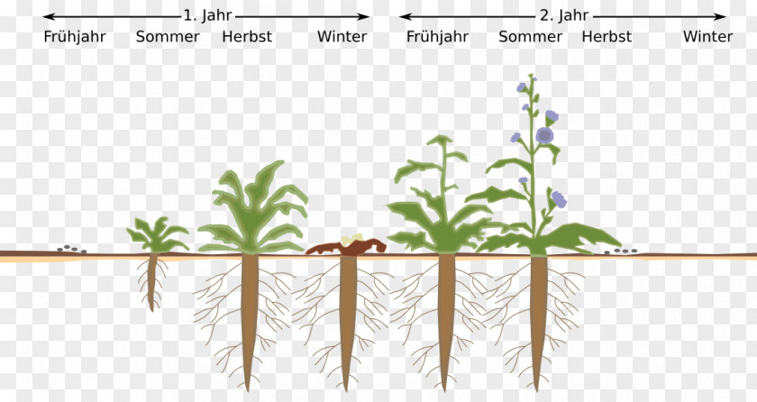 Plants Radicchio Cichorium Endivia Herbaceous Plant Biennial Stem PNG