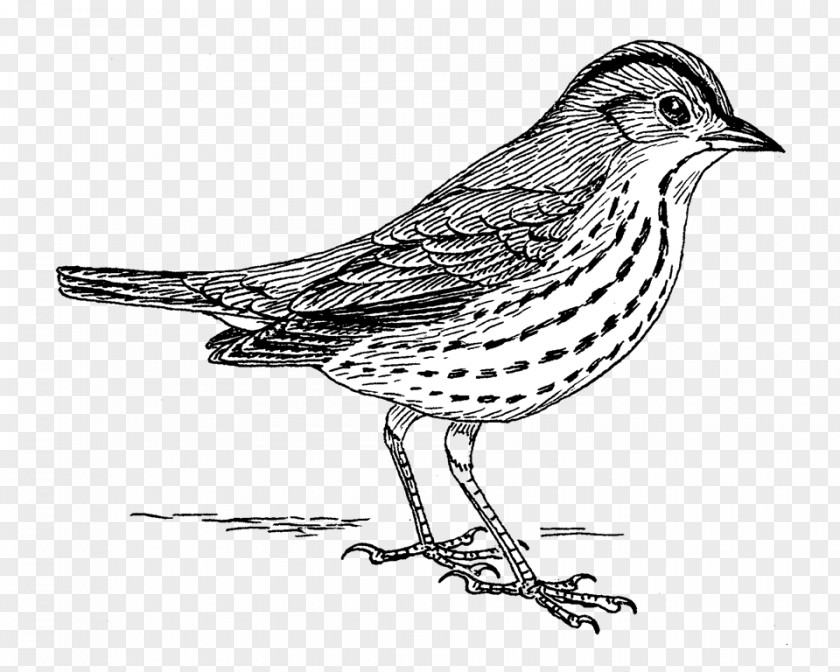 Sparrow Bird Finches Drawing Line Art American Sparrows PNG