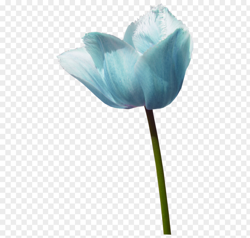 Tulip Blue Rose Cut Flowers PNG
