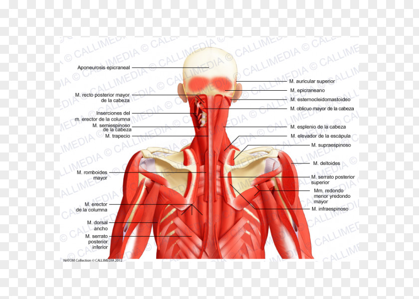 Abdomen Anatomy Posterior Triangle Of The Neck Head And Auricular Muscle PNG