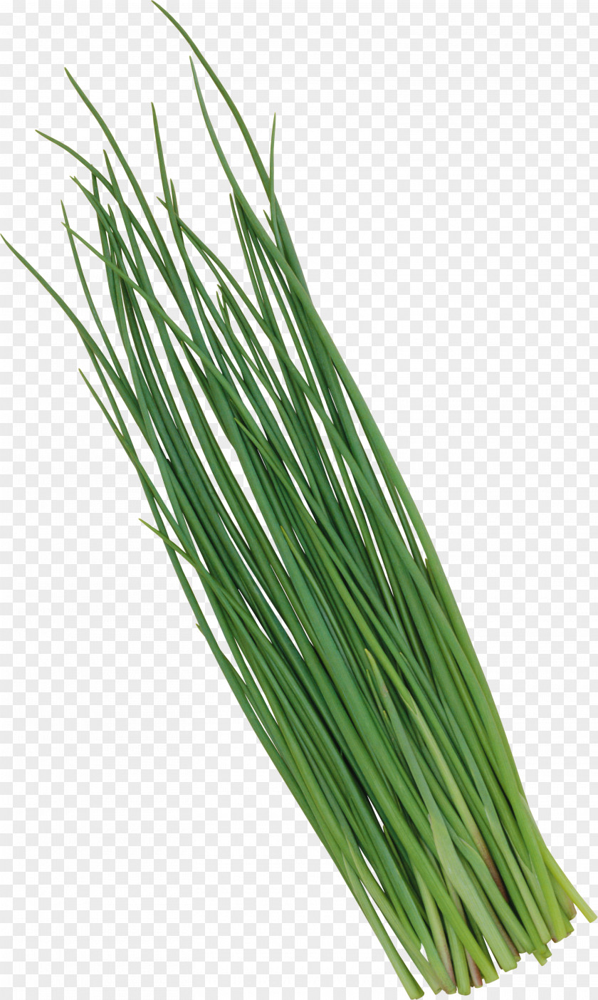 Garlic Chives Welsh Onion Vegetable Leek PNG