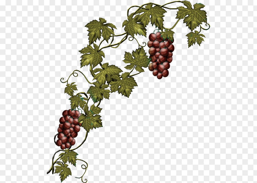Grape Common Vine Wine Concord PNG