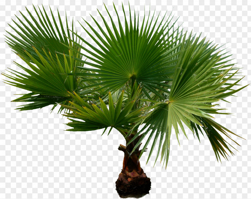 Palm Tree Arecaceae Houseplant Date Palms PNG