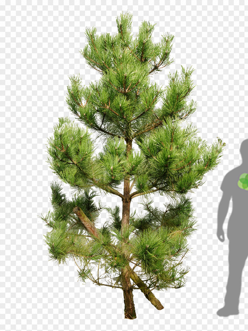 Pine Leaves Scots Fir Tree Pinus Nigra Mountain PNG