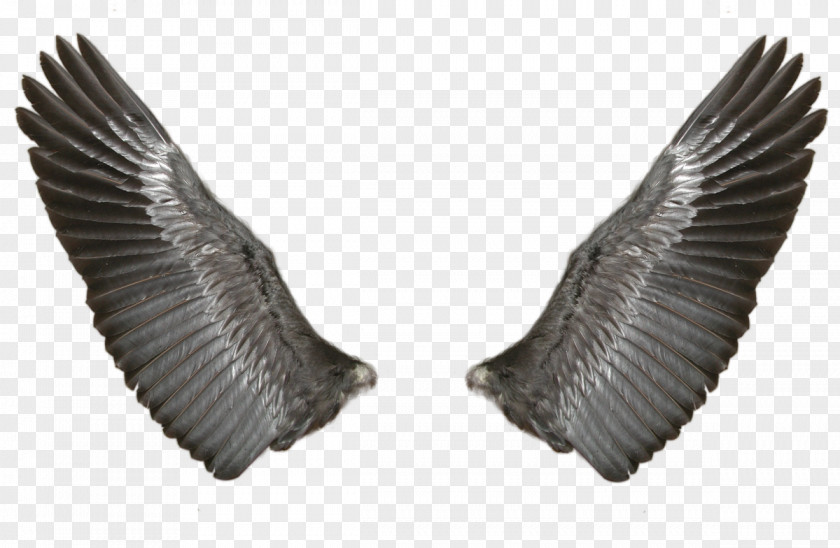 Eagle Wings Wing Butterfly PNG