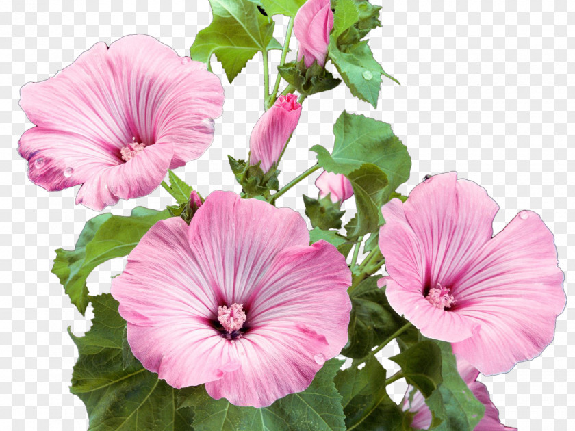 Flower Wallpaper Garden Pink Flowers PNG