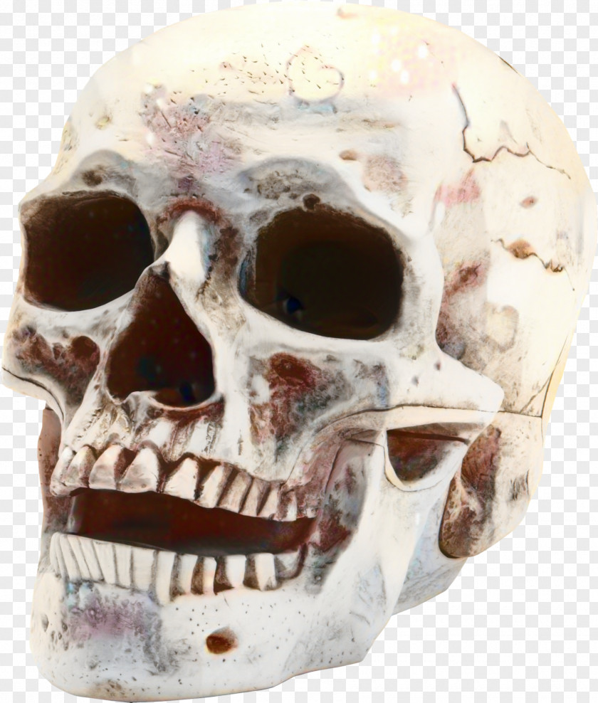 Mouth Forehead Human Skull Drawing PNG