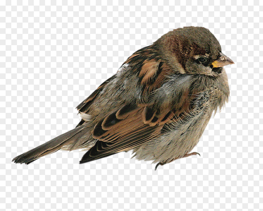 Bird House Sparrow PNG